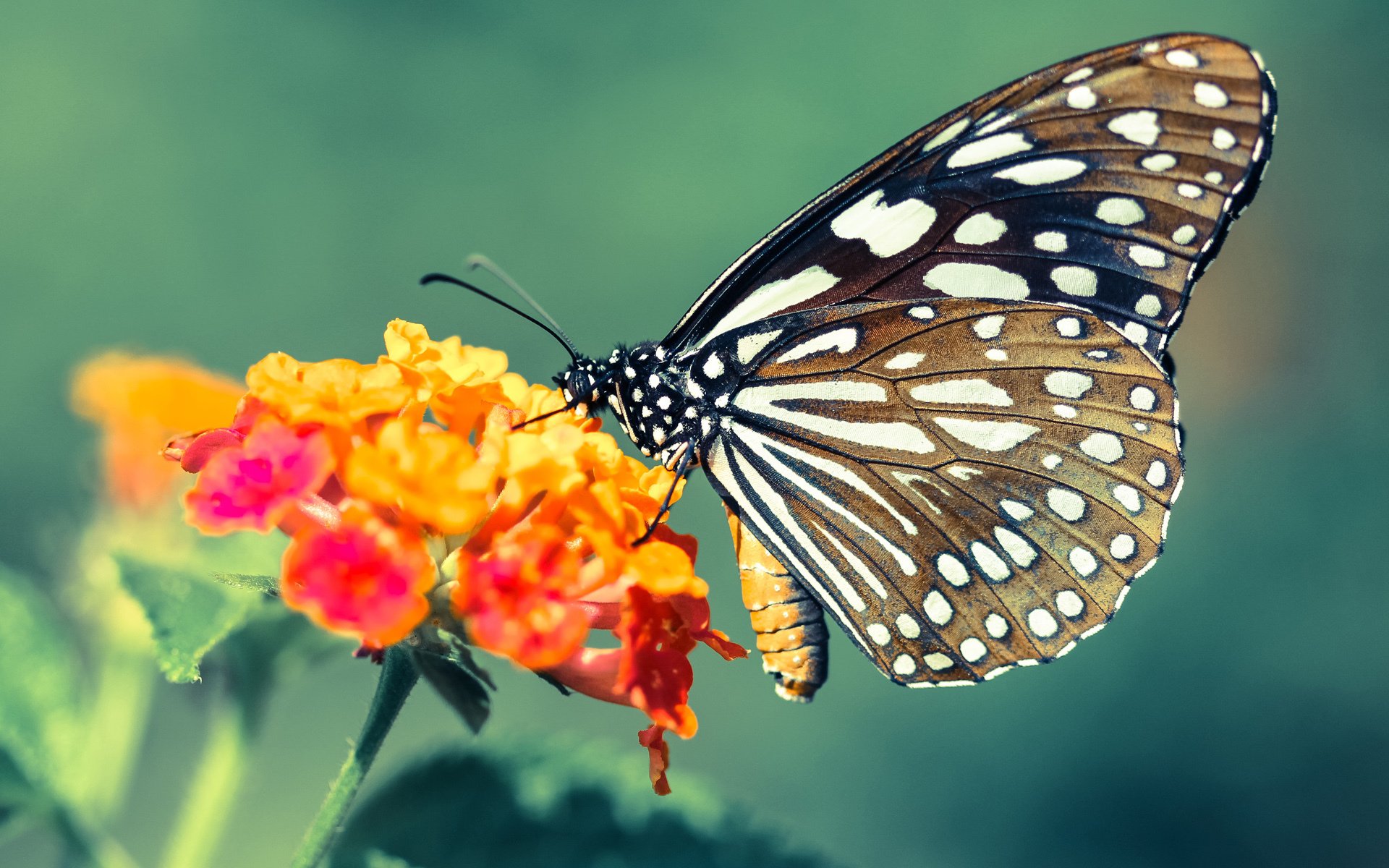控卫节奏掌控力是否影响整个赛季表现起伏，控卫位置和打法