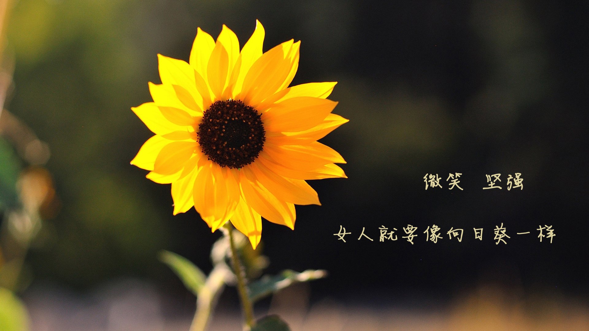 伊朗男篮在亚洲预赛中奋勇争先，迈向奥运奖牌阵地，伊朗男篮亚洲杯预选赛